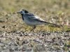 White Wagtail at Gunners Park (Steve Arlow) (96341 bytes)